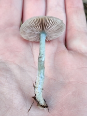 Stropharia caerulea