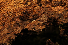 Symphyla