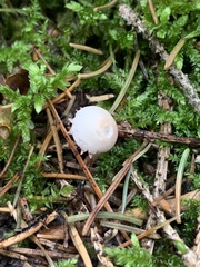 Cystolepiota seminuda