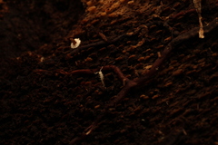 Symphyla