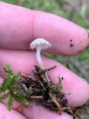 Cystolepiota seminuda