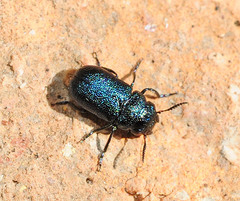 Otiothraea filabrensis