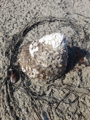 Megastraea undosa