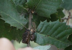 Disholandricus chrysolepidis