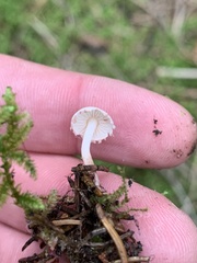Cystolepiota seminuda