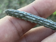 Peniocereus striatus