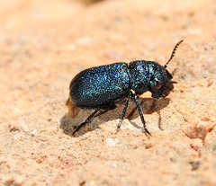 Otiothraea filabrensis