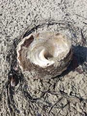 Megastraea undosa