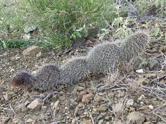 Opuntia pycnantha