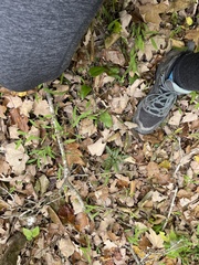 Sceptridium biternatum