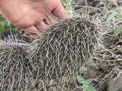 Opuntia pycnantha