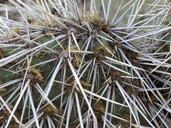 Opuntia pycnantha
