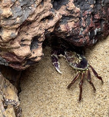 Leptograpsus variegatus