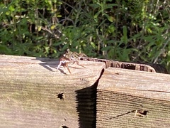 Aratus pisonii