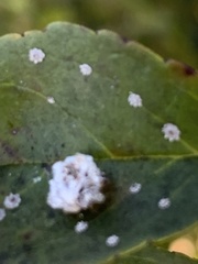 Ceraeochrysa lineaticornis