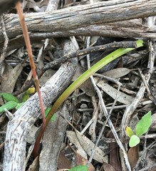 Thelymitra alcockiae