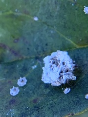 Ceraeochrysa lineaticornis