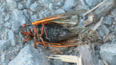 Magicicada cassinii