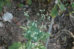 Parthenium hysterophorus