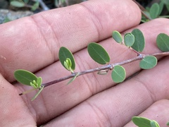 Euphorbia magdalenae