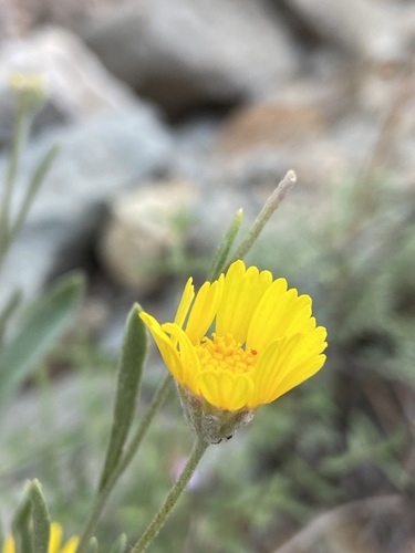 Image of Tetraneuris argentea by (c) Anders Hastings, some rights reserved (CC BY)