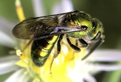 Augochlora pura