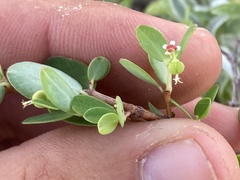 Euphorbia magdalenae