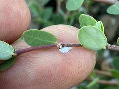 Euphorbia magdalenae
