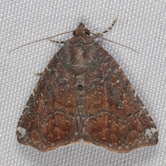 Amyna bullula
