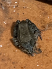 Lithobates forreri