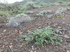 Euphorbia magdalenae