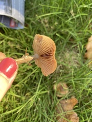 Cyclocybe