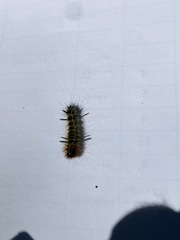Lophocampa