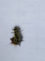Lophocampa
