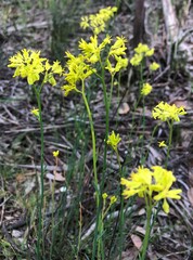 Glischrocaryon behrii