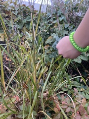 Panicum virgatum