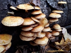 Pholiota aurivella
