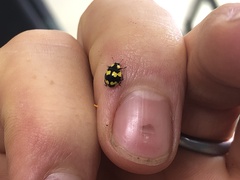 Illeis galbula