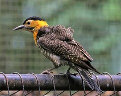 Colaptes campestris campestroides