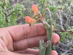 Euphorbia lomelii