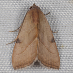 Galgula