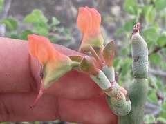 Euphorbia lomelii