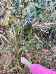 Panicum virgatum