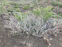 Euphorbia lomelii