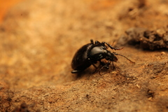 Sphaeroderus