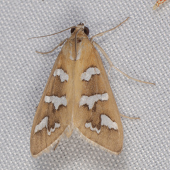 Diastictis