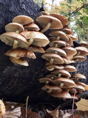 Pholiota aurivella