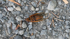 Magicicada septendecim