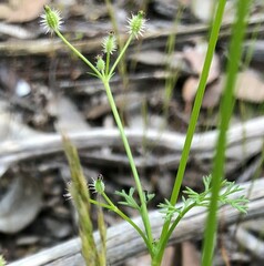 Daucus glochidiatus