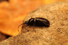 Sphaeroderus
